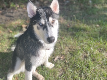 Siberian Husky – 12 month husky – Kokomo