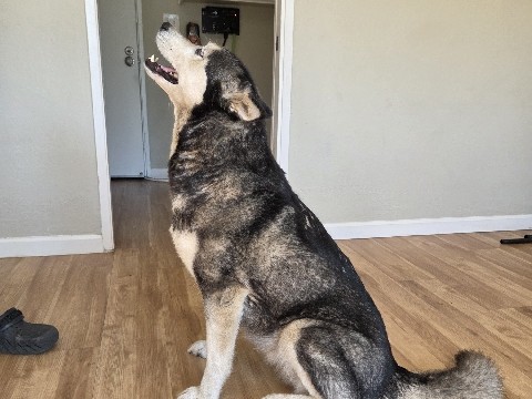 Siberian Husky – Rehoming our Husky khalie – Vacaville