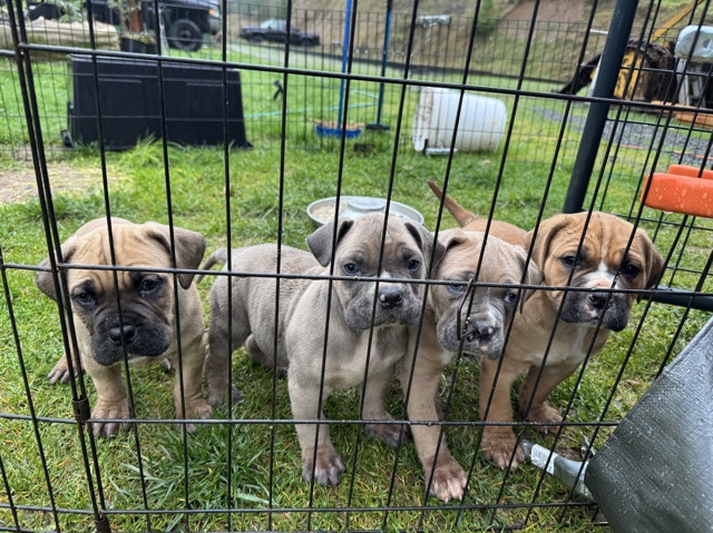 Cane Corso – Cane Corso puppies – Winston