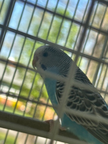 Budgerigar – bird