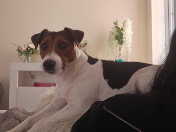 Jack Russell Terrier – Three Jack Russell’s – Aberdeen