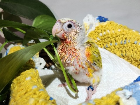 Suncheek (Green Cheek Conure)