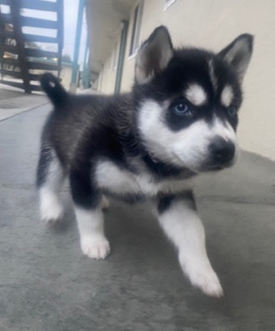 Siberian Husky – Female Husky