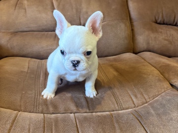 French Bulldog – French bulldog puppy for sale – Mesquite