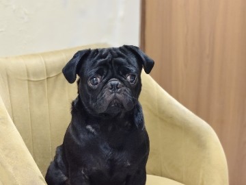 Pug – Friendly Pedigree Pug for Sale – 1 Year 7 Months Old in Noida – Noida