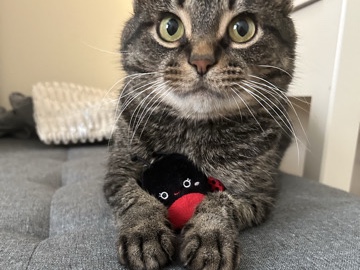 American Shorthair – Kiki – Little River
