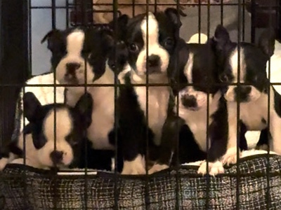 Boston Terrier pups