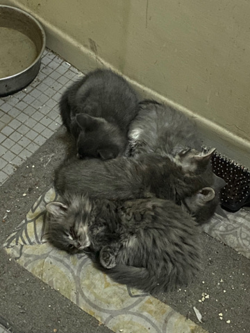 American Shorthair – 2 mixed kittens need home