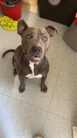 American Bulldog – selling my xL beautiful girl marble