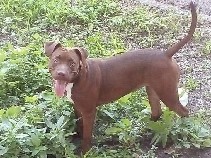 American Pit Bull Terrier – Regalo Pitbull RedNose – Boscoreale