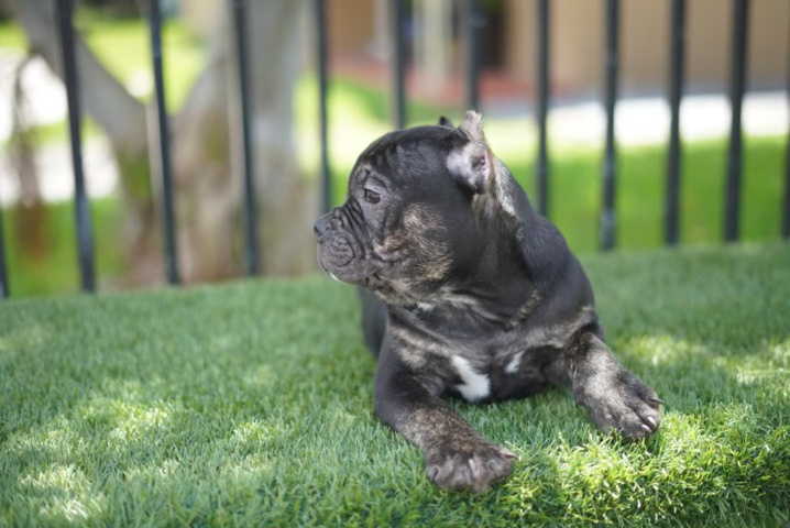 Bull and Terrier – American bully
