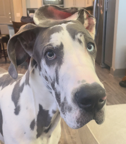 Great Dane – Great Dane for sell