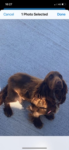  Cocker spaniel 