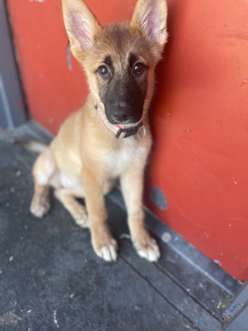 German Shepherd – German shepherd