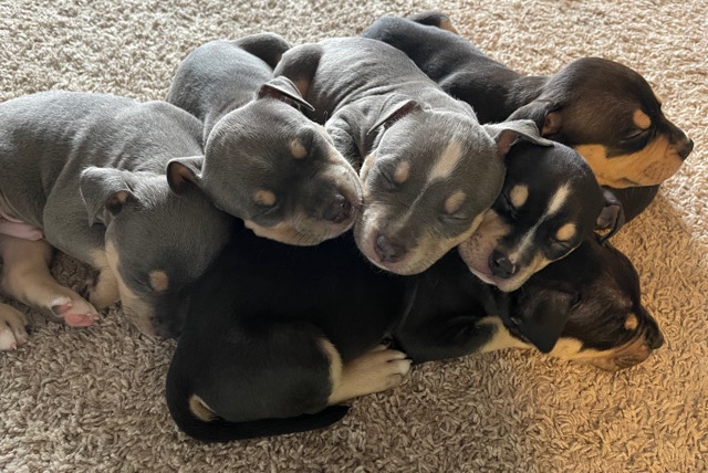 American Pit Bull Terrier – Champion Bloodline American Bully Puppies for sale