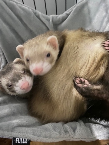 ferret – 2 beautiful ferrets