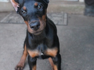 Doberman Pinscher – Adorable Zena Doberman Pinscher For Sale – Budapest