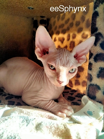 Sphynx – Male Sphynx