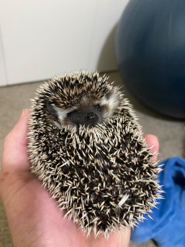 hedgehog – Hedgehog rehome (10 months old)