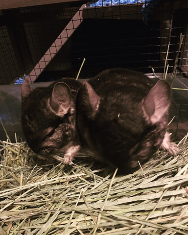 Any – chinchillas to good home