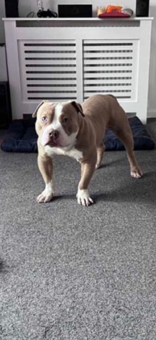 Bull Terrier – pocket bully