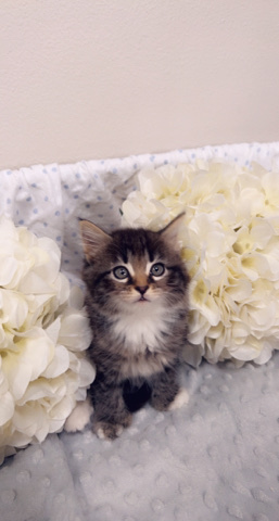 Oriental Longhair – polydactyl kitty