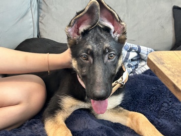 German Shepherd – German Shepherd- pure bred