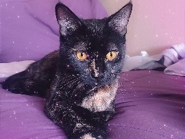 American Shorthair – 1 year old cat – North Las Vegas