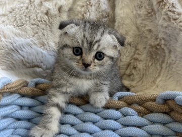 Candy. purebred Scottish girl. 