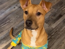American Pit Bull Terrier – Nova – Fayetteville