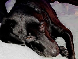 Labrador Retriever – Buddy – Mosby
