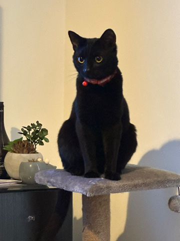 British Shorthair – tabby cat and black cat for sale - urgent