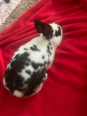 Dutch – bunny for sale .