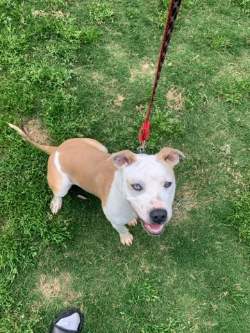 American Pit Bull Terrier – all American pit ull
