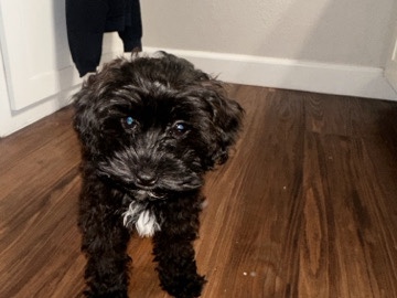 Maltipoo – girl Maltese/poodle mix – Salinas