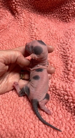 Sphynx – elf sphynx