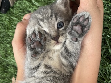 stray kitten – Irvine