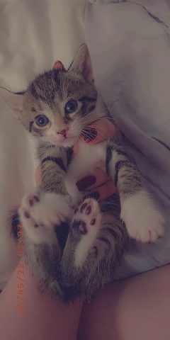 Russian White, Black and Tabby – kittens for sale