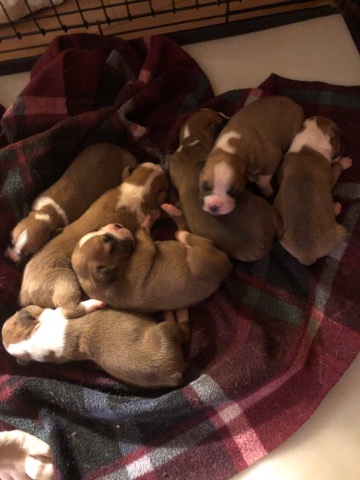 Boxer – Boxer