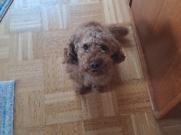 Pudelpointer – Toypudel 1,5 Jahre alt – Giengen an der Brenz