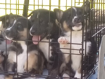 6 puppies – Pomona