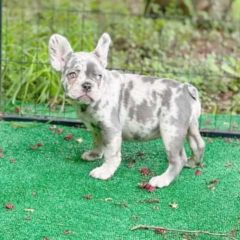 French Bulldog – rehoming