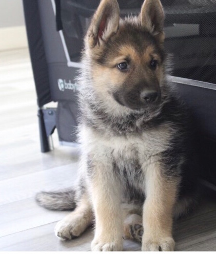 German Shepherd – German Shepard