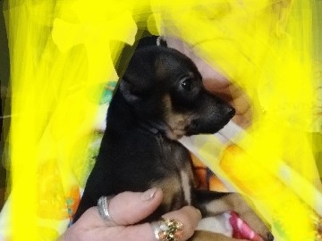 Chihuahua – full blooded Chihuahua puppies – Zephyrhills