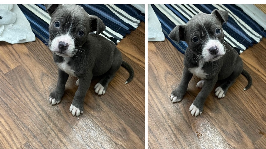 American Pit Bull Terrier – 3 month old puppy