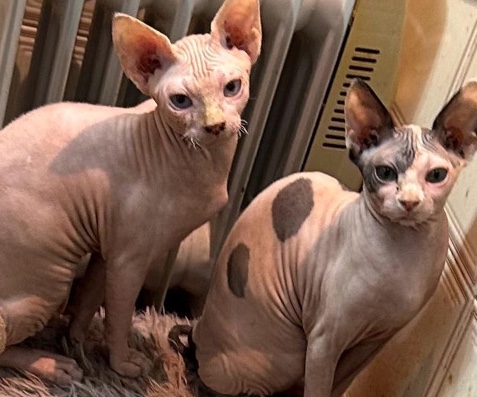 Gatos egipcios