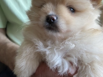 Pomeranian – Pomeranian puppies – Rosewell