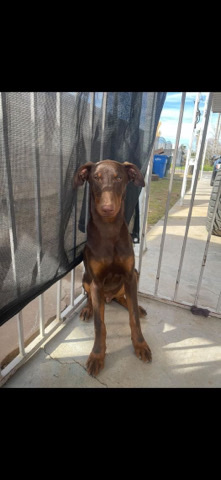 Doberman Pinscher – For Sale