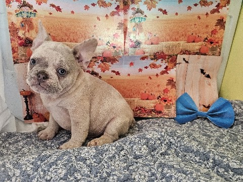 French Bulldog - French bulldog available for adoption in Los Angeles