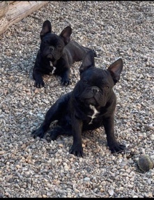 French Bulldog – Champion Purebred Bloodline French Bulldog Puppies